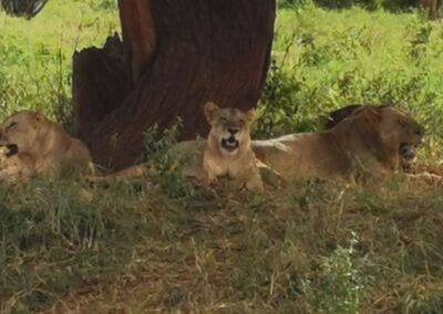 Safari Keňa- Dovolená s Dickson Bade